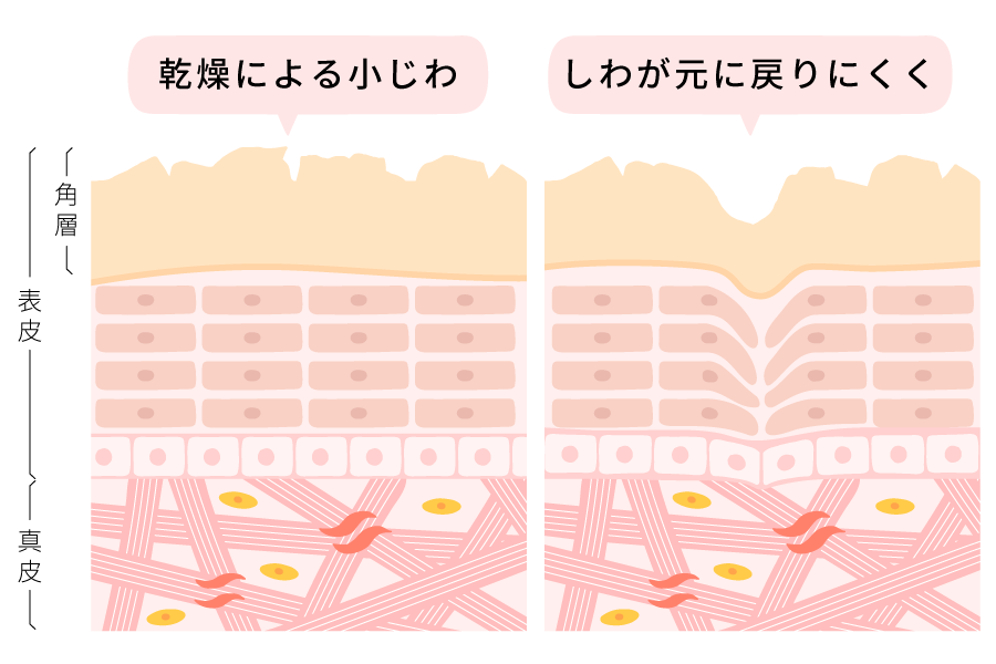 毛穴の図解