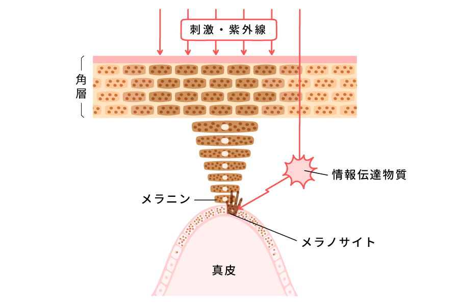 毛穴の図解