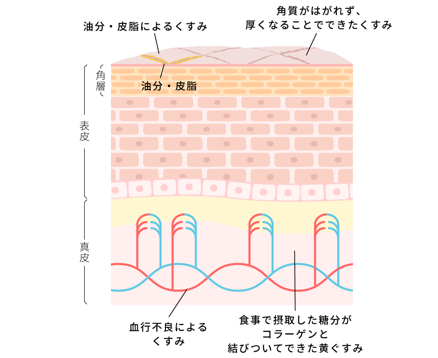 毛穴の図解
