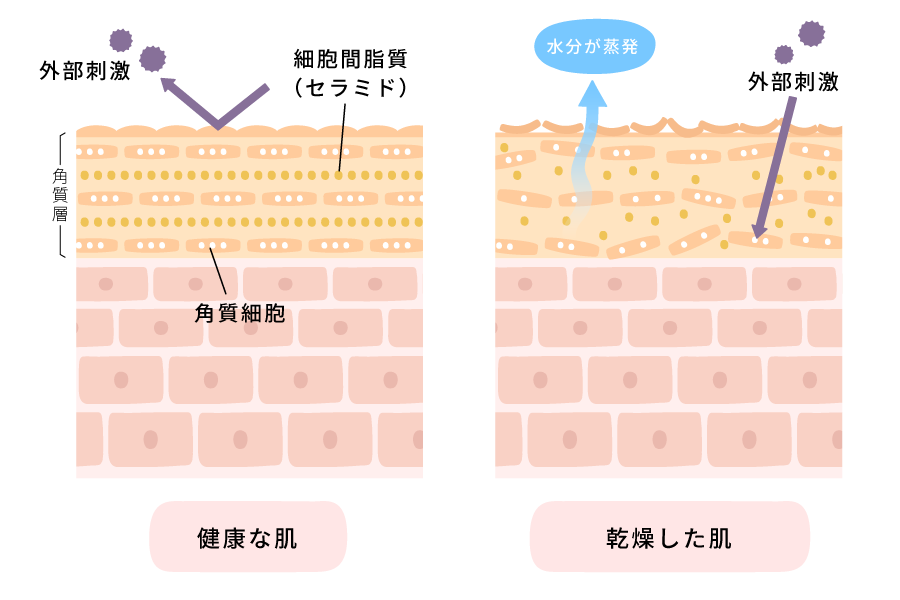 毛穴の図解