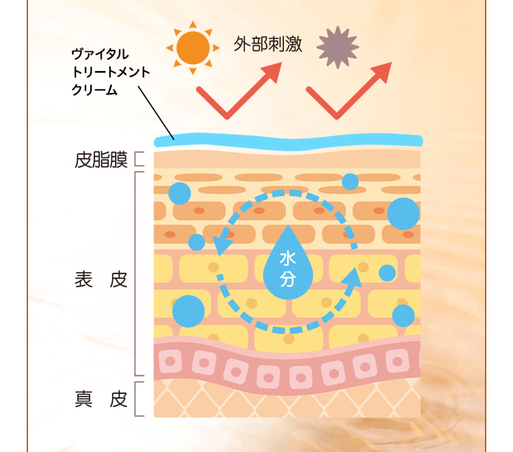 「ヴァイタルトリートメントクリーム」「外部刺激」「皮脂膜」「表皮」「真皮」