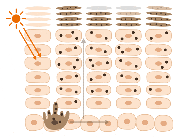 メラニンのイメージ