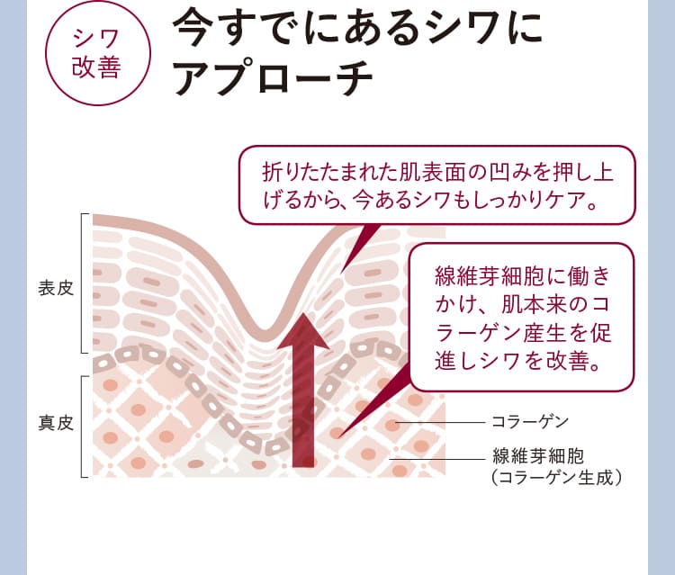 「しわ改善」今すでにあるしわにアプローチ