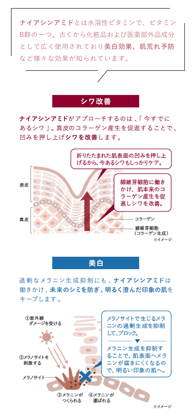 【医薬部外品として効果効能を承認された注目成分「Wナイアシン*」へ!】*ナイアシンアミド Wナイアシンとは水溶性ビタミンで、ビタミンB群の一つ。古くから化粧品および医薬部外品成分として広く使用されており美白効果、肌荒れ予防など様々な効果が知られています。【シワ改善】Wナイアシンがアプローチするのは、「今すでにあるシワ」。真皮のコラーゲン産生を促進することで、凹みを押し上げシワを改善します。